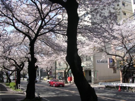 Strada con alberi in fiore a Nagoya